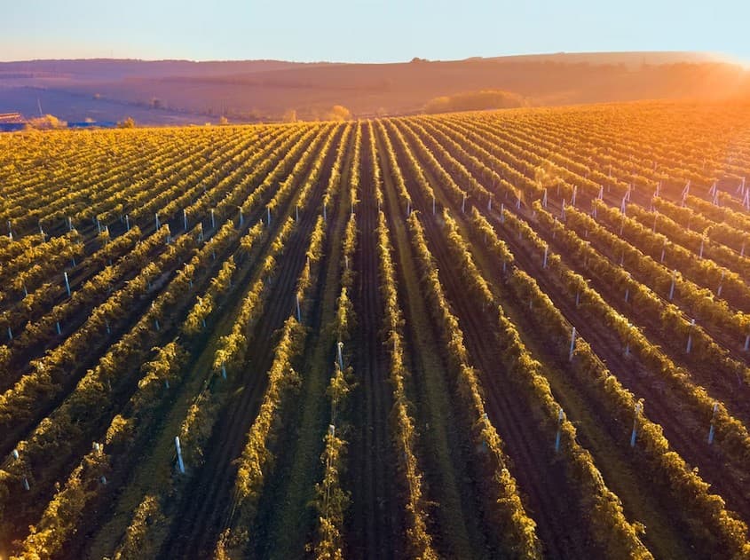 El Tribunal Supremo confirma que la responsabilidad del agricultor en el SIGPAC protege los intereses financieros de la Unión.